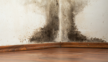 Mold Damage in Mesa, Phoenix, and Valley Wide